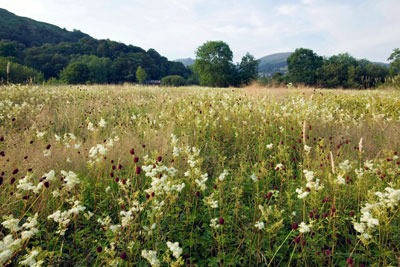 Water meadow. Credit: Ashlet Cooper/ Alamy