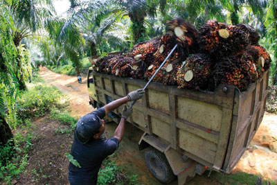 Palm oil. Credit: Zuma Press Inc/ Alamy