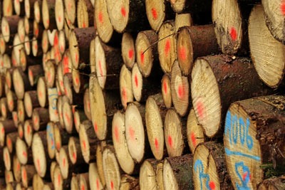 There are concerns over the impact of biomass burning on the climate and timber prices (photograph: Jochenschneider/Dreamstime.com)