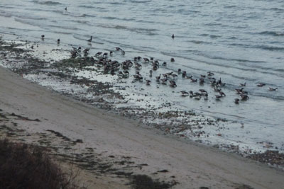 Bathing water policies, which cover beaches, could all be weakened if the UK votes to leave the EU. Credit: Lewis Clarke CCA SA2