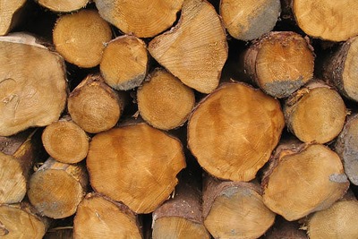 DECC is capping subsidies for biomass under the Renewables Obligation at 400MW of total installed capacity (photograph: Walter Baxter, CC by SA 2.0)