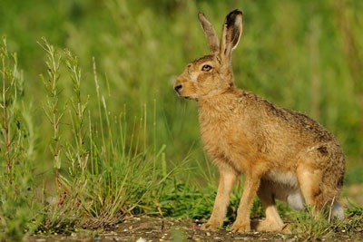 Brown hares are one of the species on the watch list. Credit: Ben Andrew
