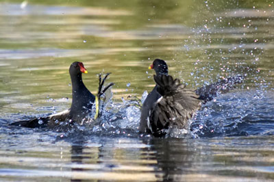 An EU exit means the UK need not comply with directives on birds and water quality (photograph: Simon Whitehouse/Dreamstime.com)