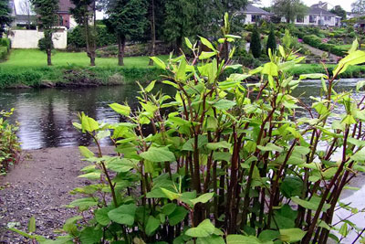Japanese knotweed is one of the problem plants to be targeted by Northern Ireland's invasive species strategy (photograph by Kenneth Allen, CC by SA 2.0)