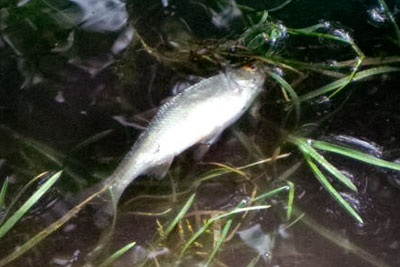 207 dead fish were recovered from a 120-metre stretch of the river Ash (credit: Environment Agency)