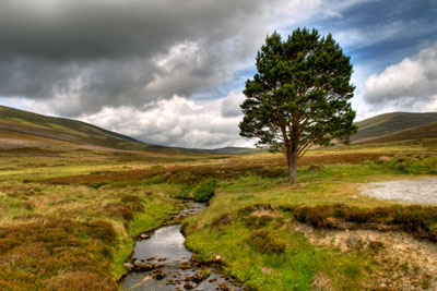Scotland's biodiversity strategy backs UK efforts to account for natural capital (photograph by Michal Osmenda, CC by SA 2.0)