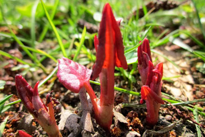 Japanese knotweed is a high invasive non-native weed