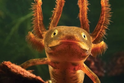 A great crested newt. credit: Dirk Ercken/ Dreamstime.com