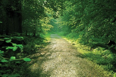 Forest path. Credit: Shutter1970/dreamstime.com
