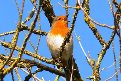 Robin: The RSPB does not think people will want to see wildlife shifted far away (photograph: Brian Robert Marshall, CC by SA 2.0)