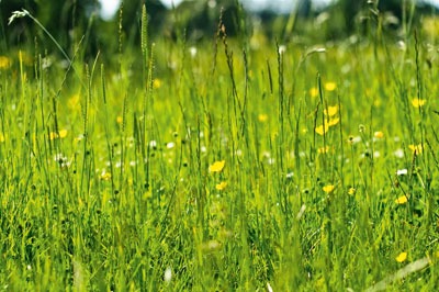 Meadows are often lost to developments (photograph: Photoverulam, CC by SA 2.0)