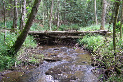 Large woody debris dams are used to help control water during high flow conditions (photograph: Forest Research)
