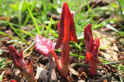 A sap-sucking louse may prove a success in helping control Japanese Knotweed (photograph: AnROOO2/CC by SA 2.0)