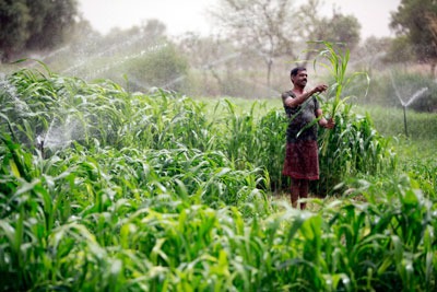 SABMiller India has embarked on a natural recharge project in Rajasthan to protect the water supply for the Rochees brewery and local farmers (Photograph: SAB Miller)