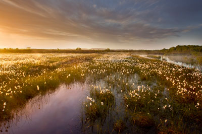 Ballynahone bog: DEFRA is trialling a peatland carbon code (photograph: Ben Hall)