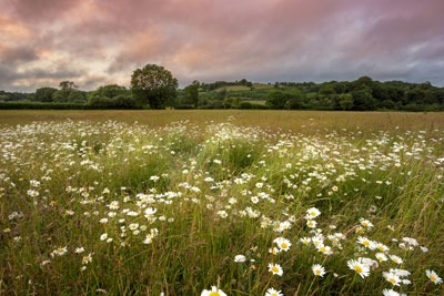 English meadow. Credit: Anna Curnow, Dreamstime.com