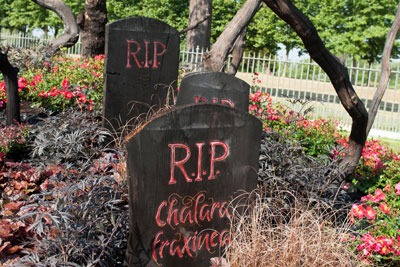 Marker for tree killed by 'dieback', caused by the invasive Chalara fraxinea fungus. Credit: Malcolm Park London Events, Alamy