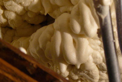 Biofoam insulation used in homes. Credit: Madgerly, CCA