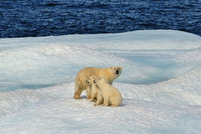 Polar bears. Credit: NOAA