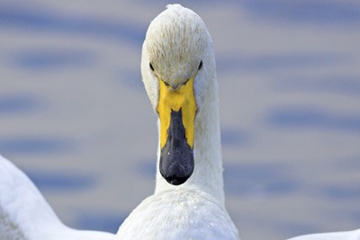 Concerns that Cuadrilla's operations would affect whooper swans led to the firm dropping plans at one of its sites. Credit: RSPB
