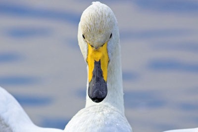 Concerns that Cuadrilla's operations would affect whooper swans led to the firm dropping plans at one of its sites. Credit: RSPB