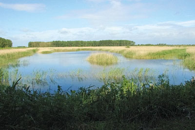 UK wetlands would be difficult to re-create. Credit: Karen Roe