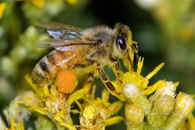 FERA's work helps protect honey bees. Credit: Kevin Cole/ CC BY 2.0