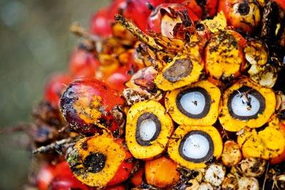 Palm oil. Credit: James Morgan, WWF International