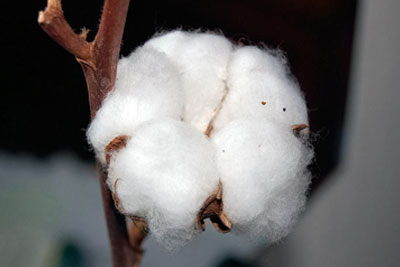 The Cotton Leads project aims to provide a traceable source of responsibly grown cotton