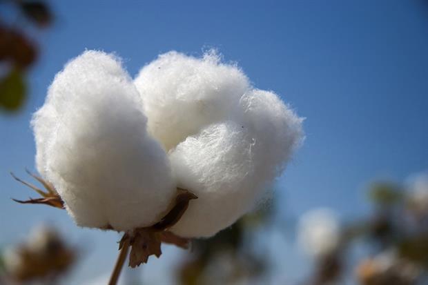 Cotton plant, from dreamstime.com