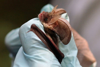 The wildlife crime unit helps protect bats. Credit Alastair Rae CC BY-SA 2.0