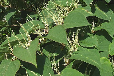 Japanese knotweed (photograph: Roger Kidd, CC by SA 2.0)