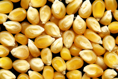 Maize: GM crop approvals have been deadlocked for years (photograph: Joel Penner, CC-BY-2.0)