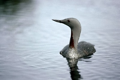 The Thames estuary is an important wintering habitat for the red-throated diver (photograph: RSPB)