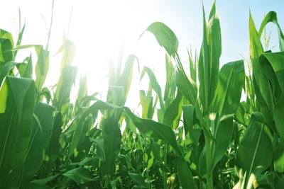 Maize growing in a field. Credit: Bowie15/Dreamstime.com