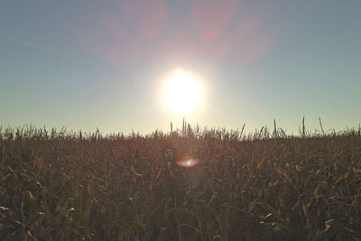 Crops growing in a field. Credit: The friendly fiend/ CC BY SA 2.0