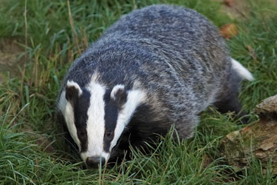 Badger. Credit: Hehaden/ CC BY SA 2.0