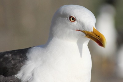 Activities involving lesser black-backed gulls could require a class licence under changes proposed by Natural England (photograph: Estormiz)
