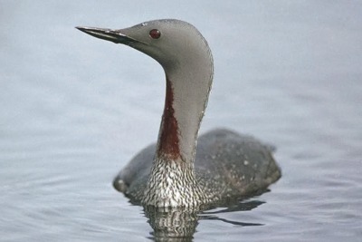 Possible impacts on red-throated divers (pictured) have halted the London Array expansion. Credit: Chris Gomersall/RSPB