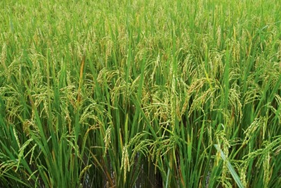 UK rice imports could be affected by water shortages. Credit: Srreal Penguin/CC BY SA 2.0
