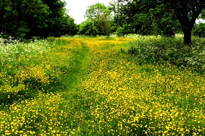 English meadow. Credit: Leshaines123_CC BY 2A