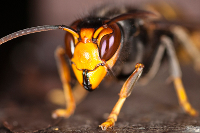 The Asian hornet is a threat to honey bees (Danel Solabarrieta, CC by SA 2.0)