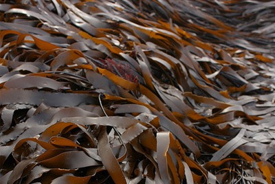 MSC will carry out research to identify sustainability indicators for seaweed (photograph: Leslie Seaton, CC by SA 2.0)