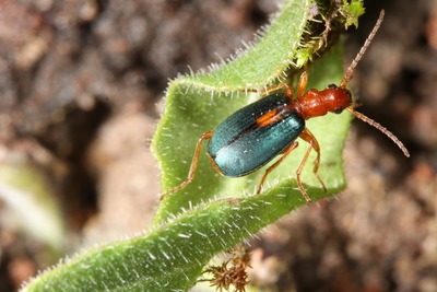 Streaked bombardier beetle, a species now restricted to brownfield . Copyright Craig Slawson
