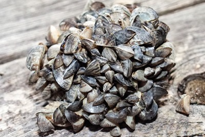 Invasive zebra mussels may face controls (photograph: Randolph Croft, CC by SA 2.0)