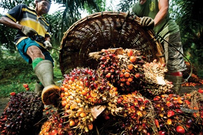 About 16-17% of global palm oil is RSPO-certified (photograph: James Morgan/WWF International)