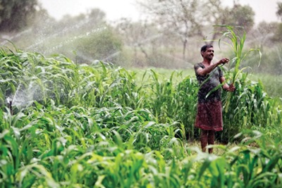 Farmers in India use sprinklers because they are more efficient (photograph: One Red Eye/Jason Alden)