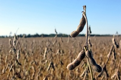 The UK imports 2.9 million tonnes of soy a year (photograph: Javier, CC by SA 2.0)