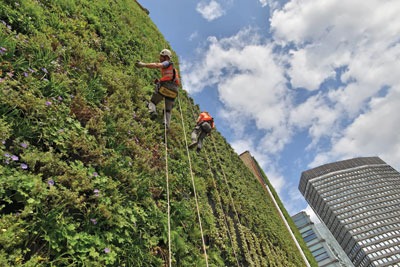 The Rubens Hotel in London has a 350 cubic metre living green wall. Credit: Red Carnation Hotels