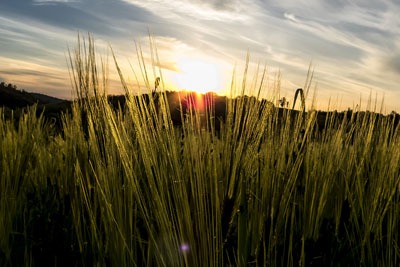 Crops. Credit: Jovom/CC BY 2.0